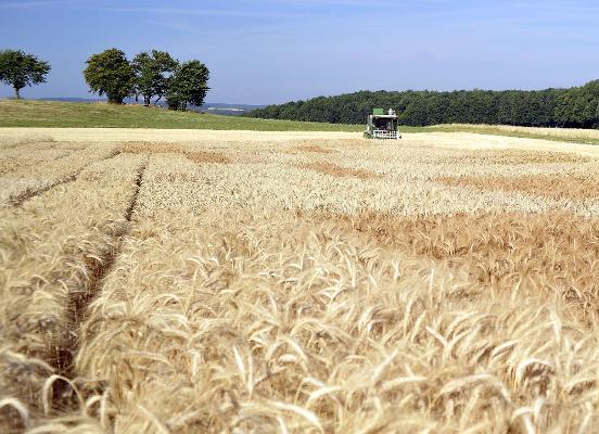 Versuchsfeld Ernte Versuchsfeld Ernte