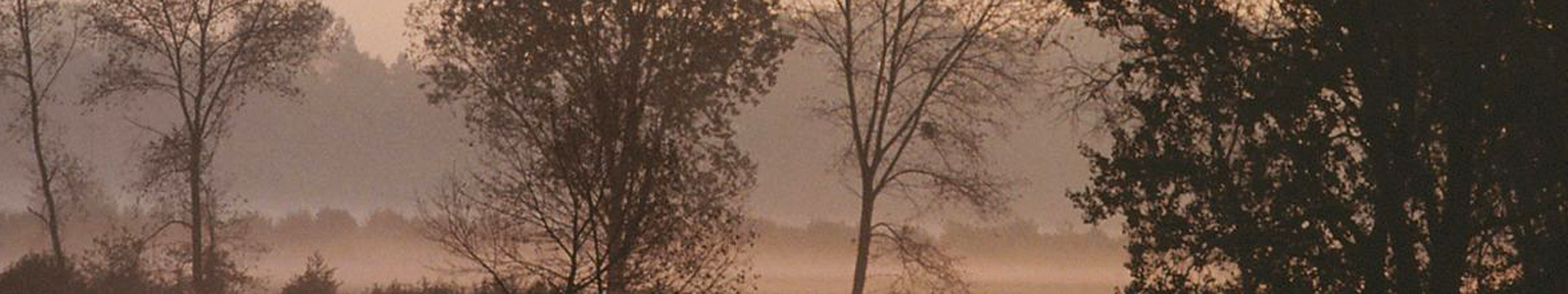 Bäume im Nebel ©DLR